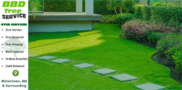 BBD Tree Service - Business Photo