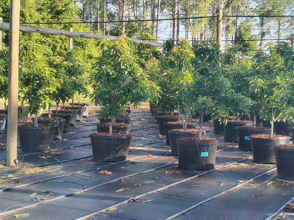 Paul's Nursery and Fruit Trees - Business Photo