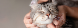 Lakeview Animal Hospital