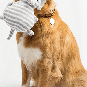 All critters pet boarding service - Logo