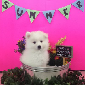 All About Puppies - Logo