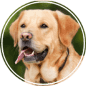 Oh My Dog - Logo
