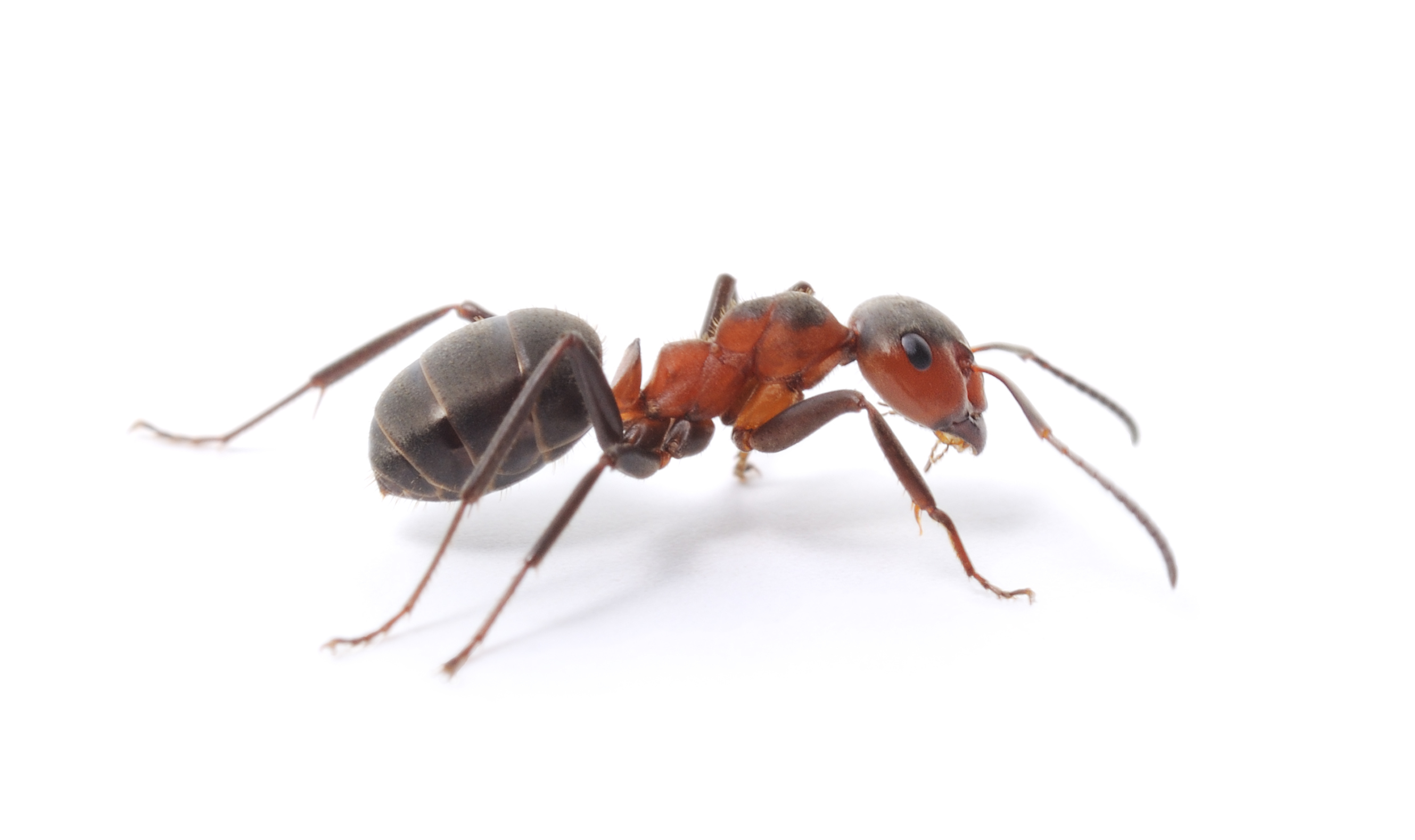 Thrive Pest Control - Business Photo