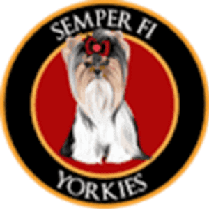 Semper Fi Yorkies - Logo