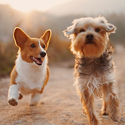 The Great Outdoors Pup Camp - Logo