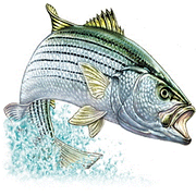 Rockfish Shootout - Logo
