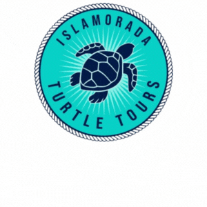 Islamorada Turtle Tours LLC - Logo